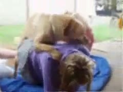 In this clip from the bestiality film, Willing is never shown before a 19-year-old gets mounted and penetrated by a K9.